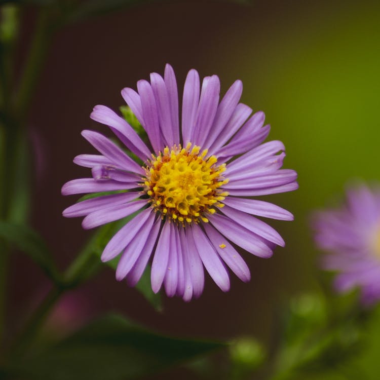 Close-up Photo Of Purple Flower