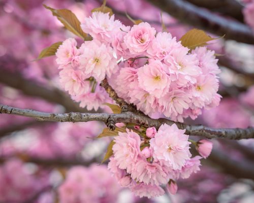 Free Close-up of pink cherry blossoms in full bloom, showcasing spring beauty in Vienna. Stock Photo