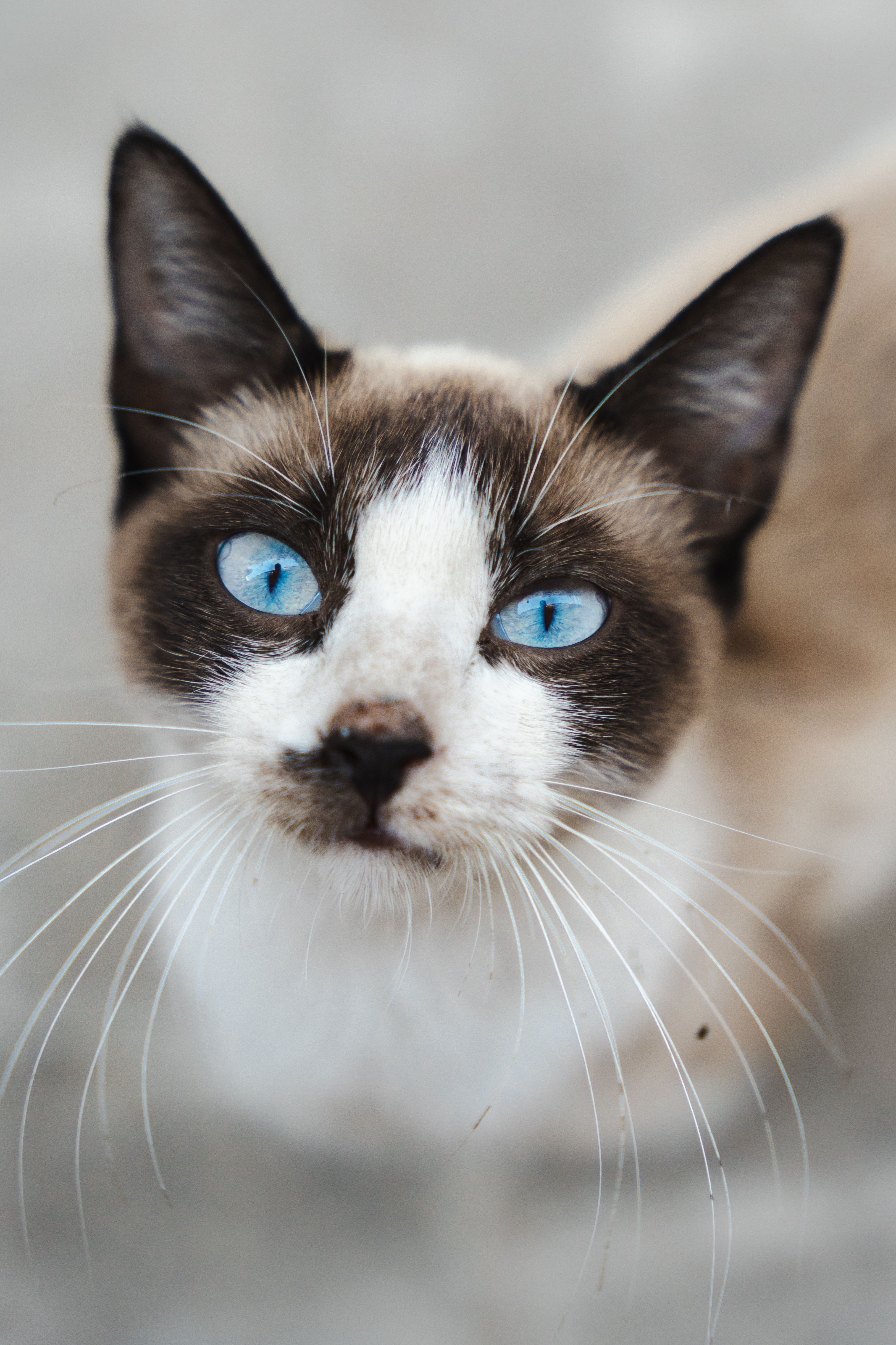 Close-up Portrait of a Siamese Cat with Blue Eyes · Free Stock Photo