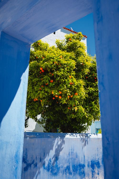 Free Bright orange tree seen through a blue architectural frame under a clear sky. Stock Photo