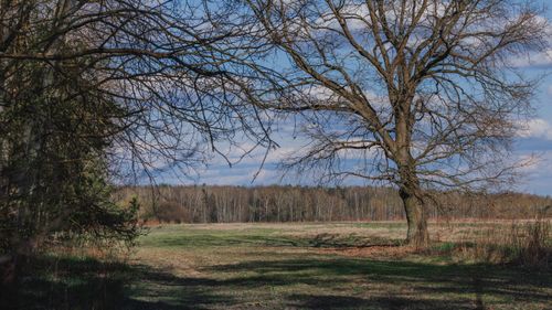 Free A serene spring landscape featuring a large bare oak tree in an open field under a blue sky. Stock Photo