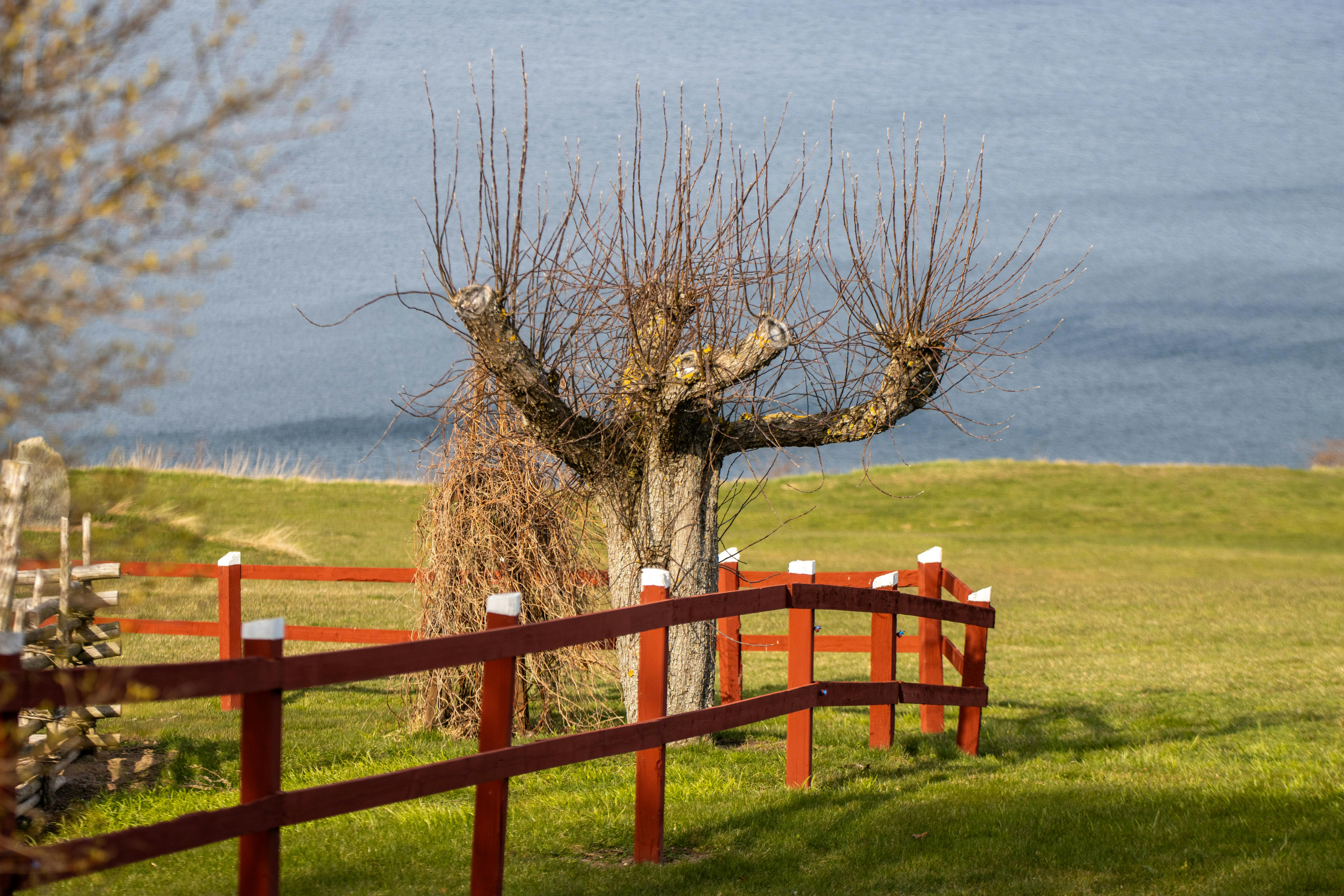 A uniquely shaped tree stands by a red fence, overlooking a serene lake in Sweden.
