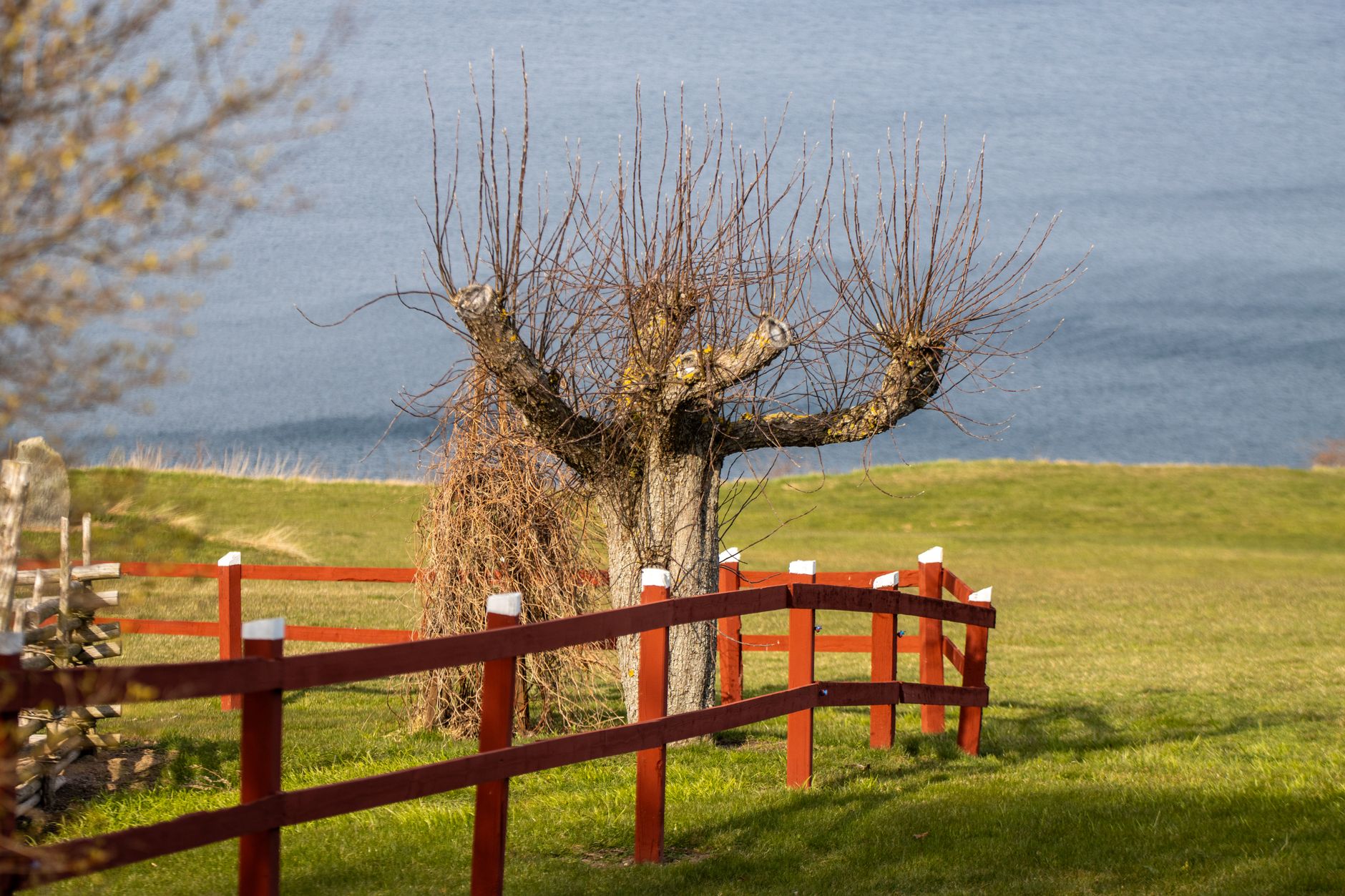 A uniquely shaped tree stands by a red fence, overlooking a serene lake in Sweden.