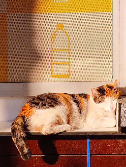 Free A calico cat relaxes in the sunlight in Istanbul, Türkiye, enjoying the warmth of the day. Stock Photo