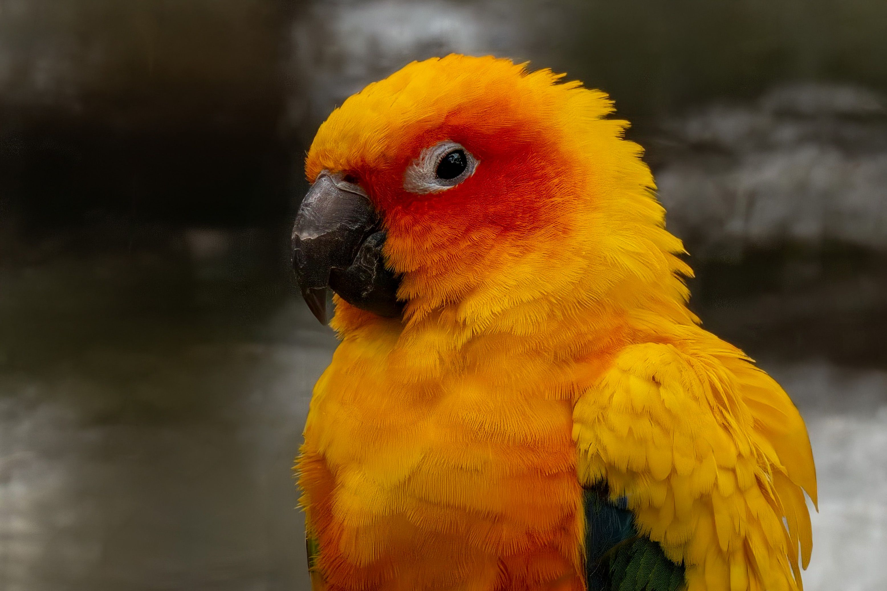 Conure Species: 10 Types, Sizes, Colors & Noise Compared