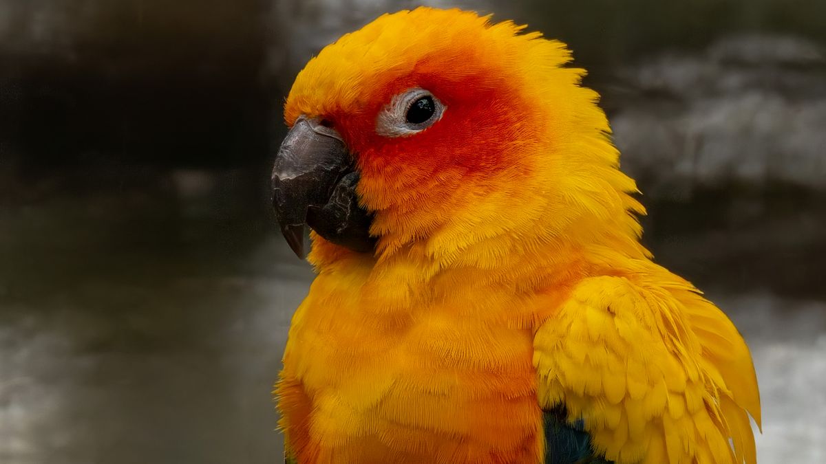 Sun Conure with vivid yellow orange and green plumage in a natural setting