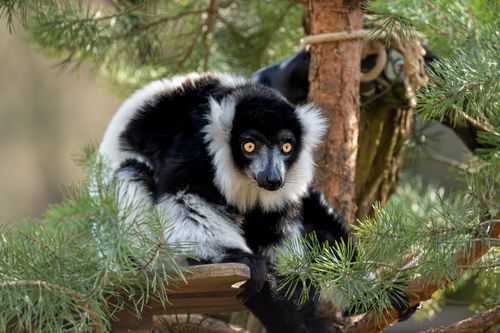 Free Close-up of a black and white ruffed lemur perched on a tree branch, showcasing its vibrant eyes. Stock Photo