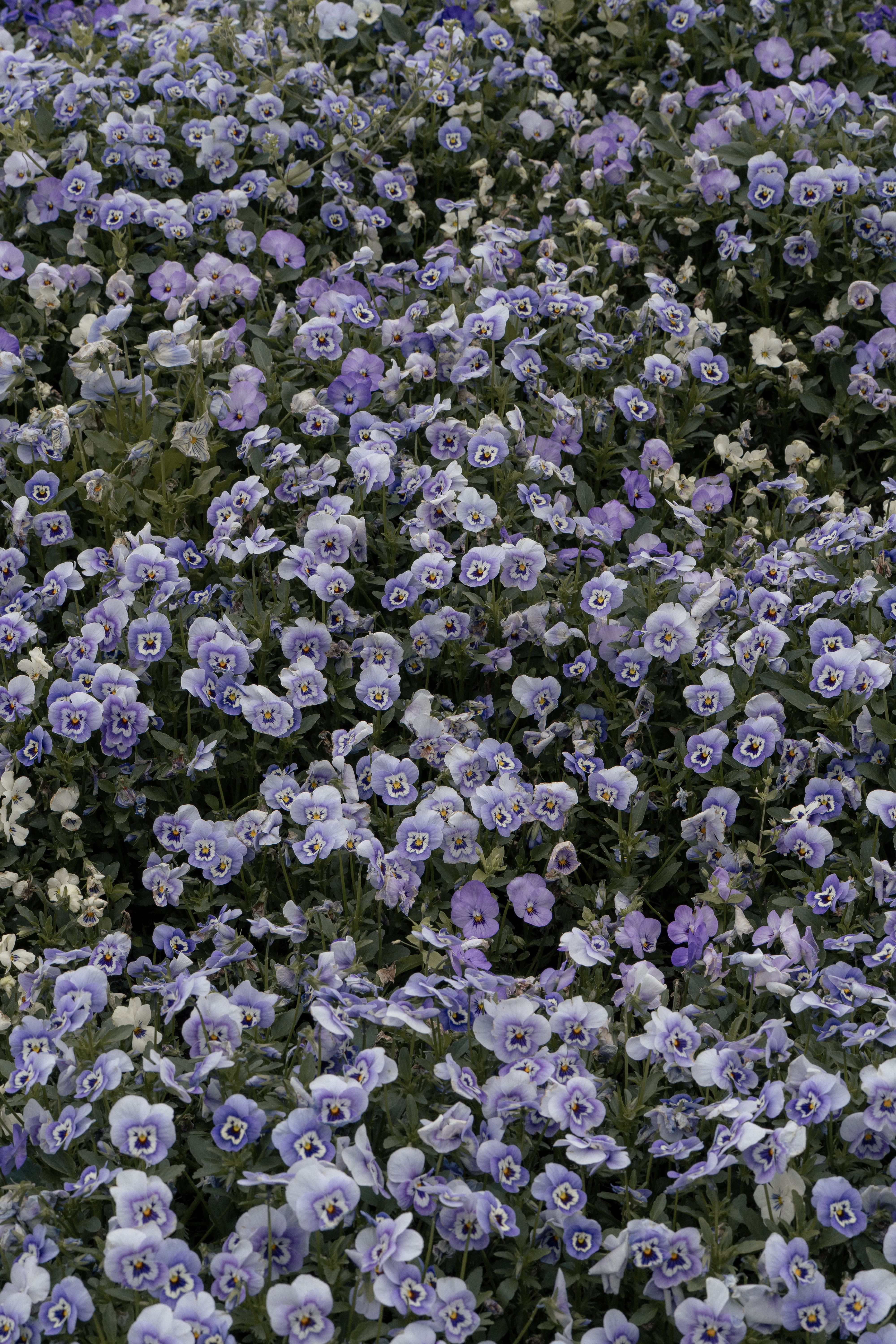 [ColoSach]-a-lush-field-of-blooming-purple-pansies-captured-during-springtime-in-yokohama,-japan.