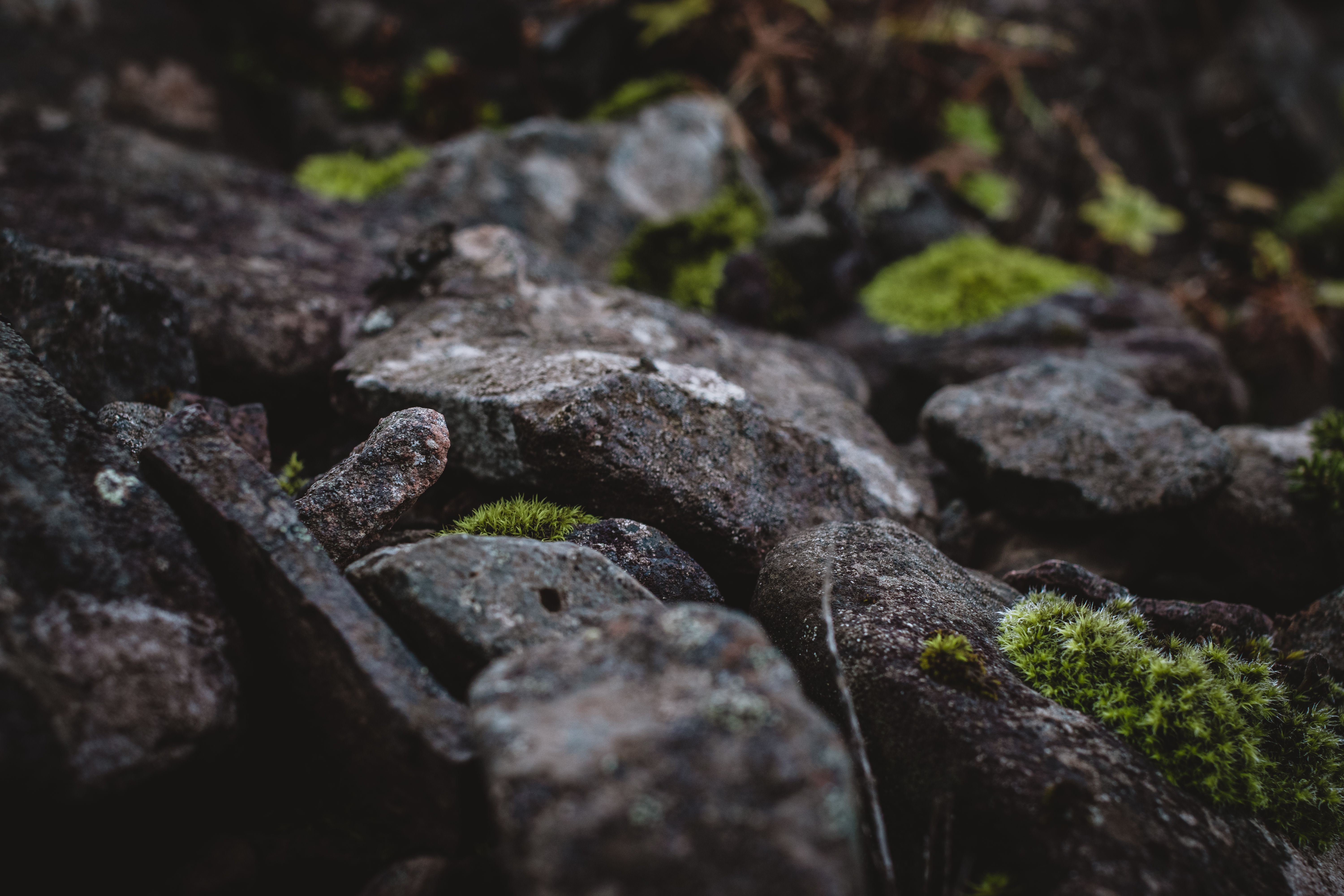 Iceland Moss Plant Profile