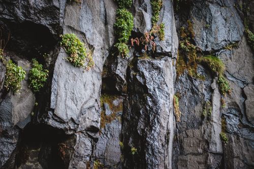 Free Close-up of moss-covered basalt cliffs showcasing natural Icelandic landscape. Stock Photo