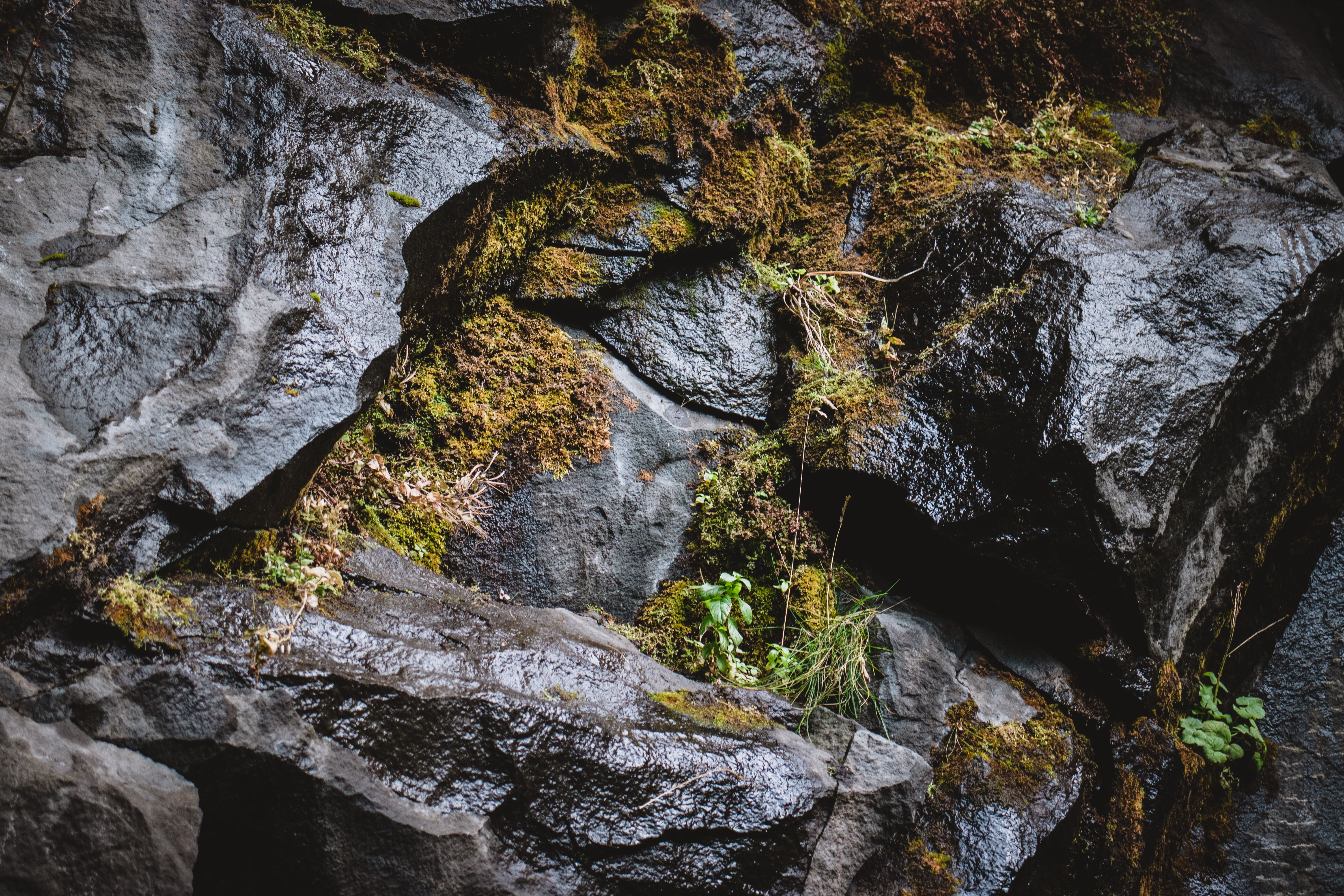 Closeup of moss-covered rocks in Iceland, showcasing rich textures and natural beauty.