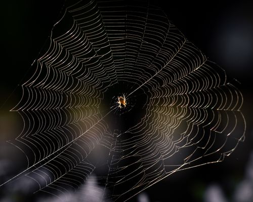 Free Detailed close-up of a spider on its intricate web, captured in natural light. Stock Photo