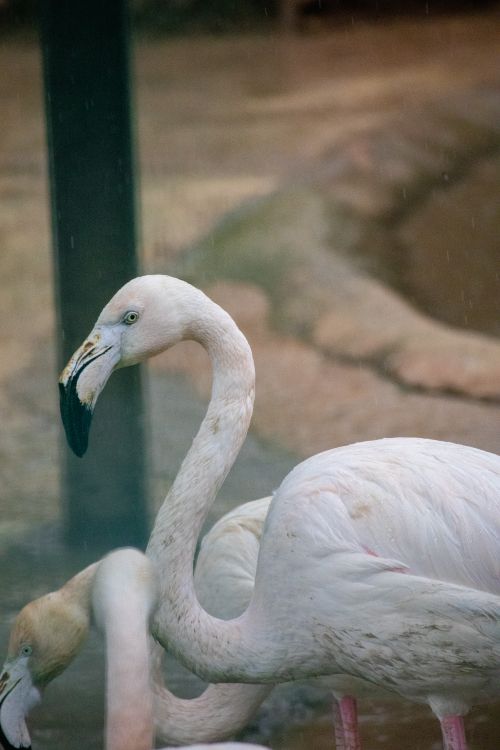 Free A close-up of flamingos in their natural habitat at Gaziantep Zoo, Türkiye. Stock Photo