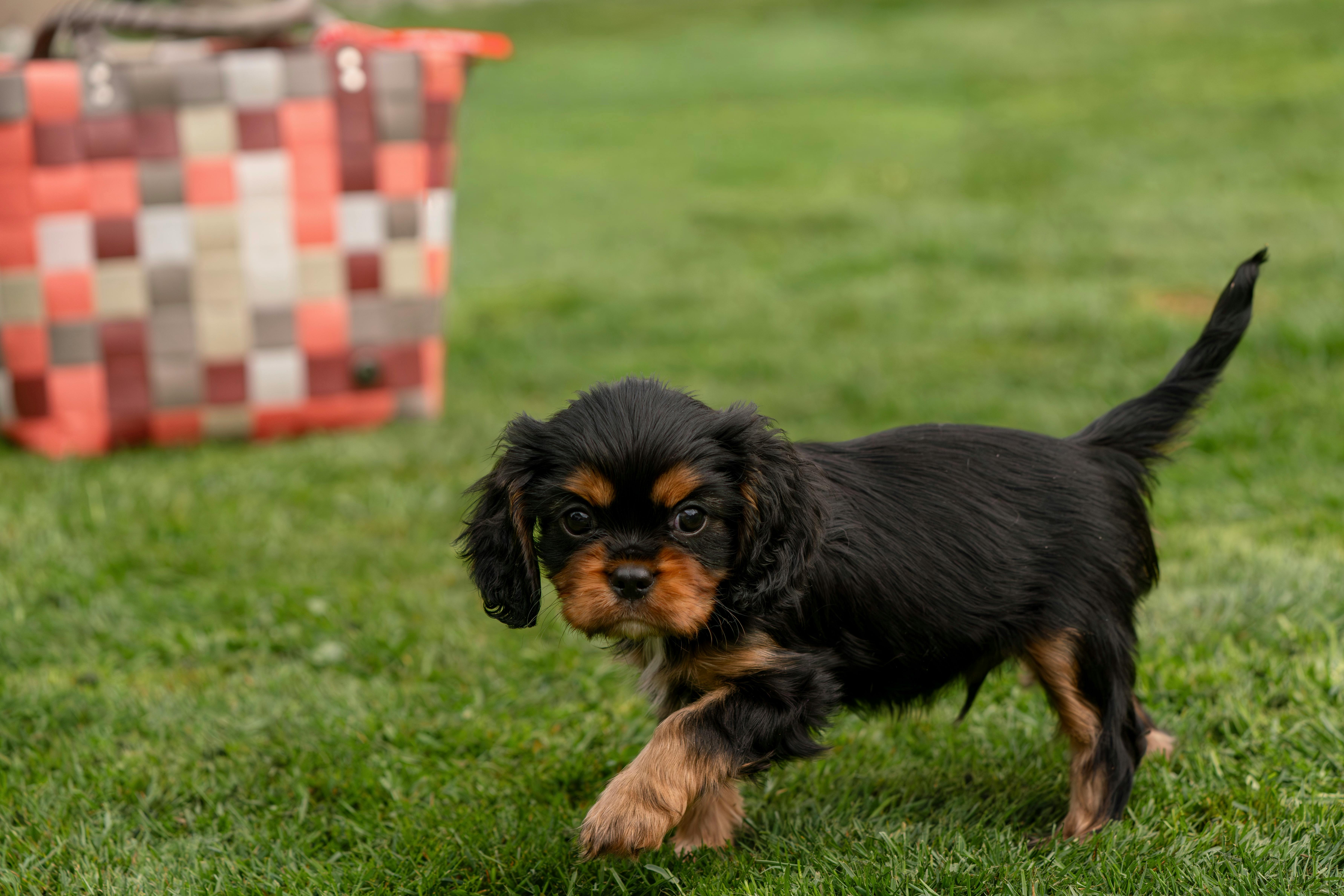 Pet care: Solving puppy tooth troubles and grooming gaffes — Photo by Susanne Jutzeler, suju-foto on Pexels