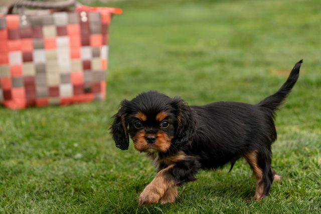 Photo by Susanne Jutzeler, suju-foto on Pexels Photo by Susanne Jutzeler, suju-foto on Pexels