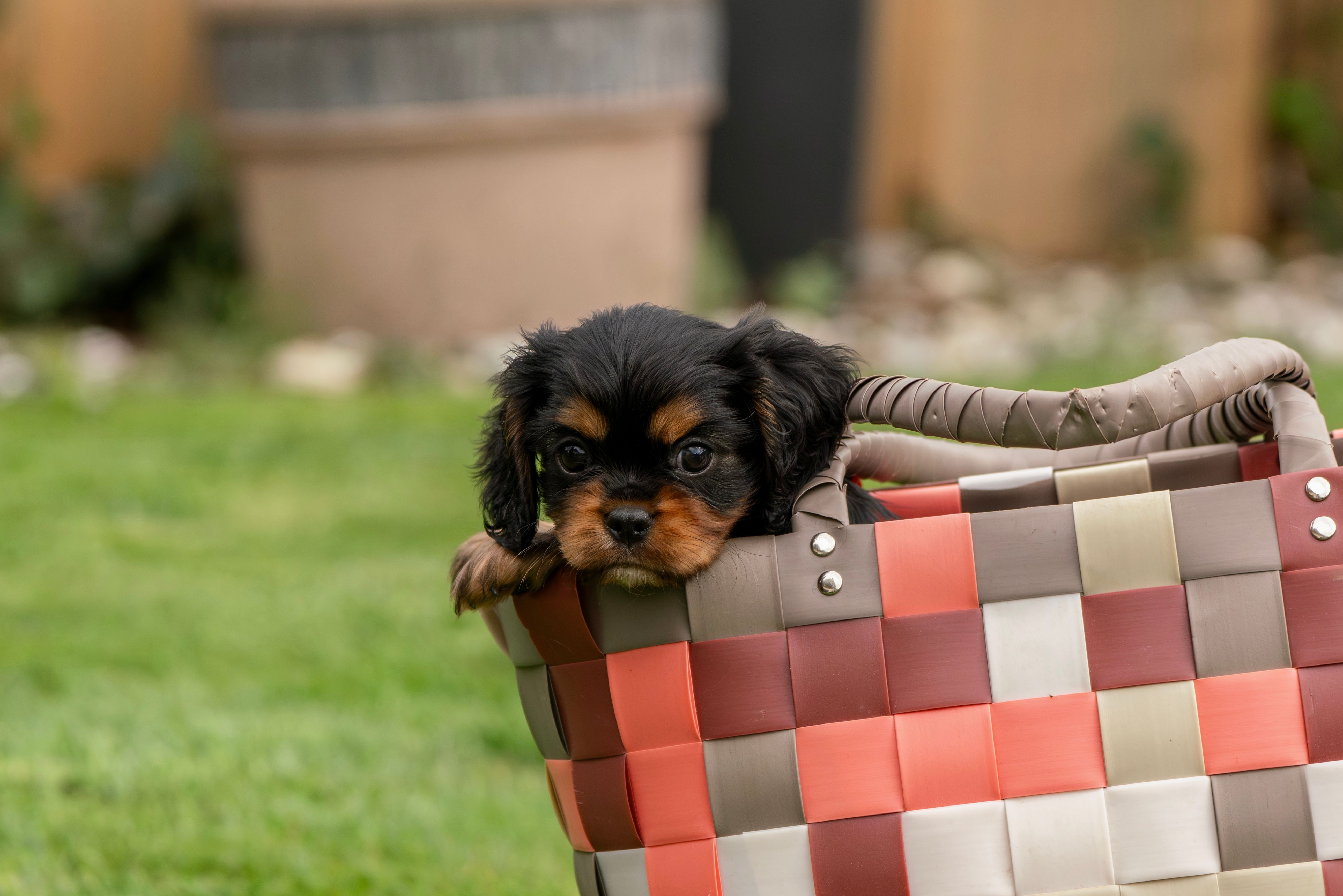 Rapawzel Dog Grooming &amp; Daycare Opens New Location on Manhattan’s Upper West Side — Photo by Susanne Jutzeler, suju-foto 
