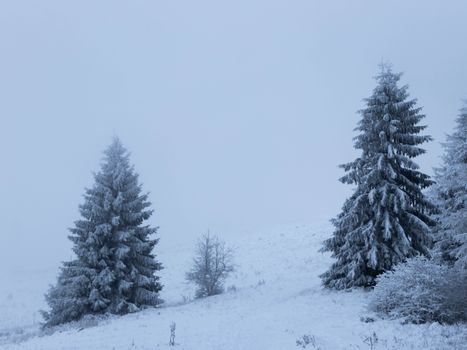 Peaceful winter scene featuring snow-covered evergreen trees and a misty atmosphere.