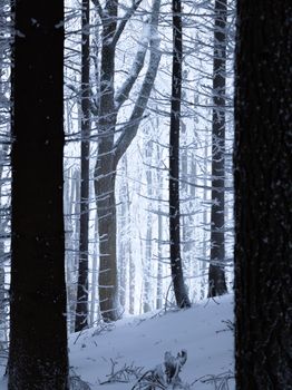 Peaceful winter forest scene showcasing snow-covered trees under a soft, moody light.