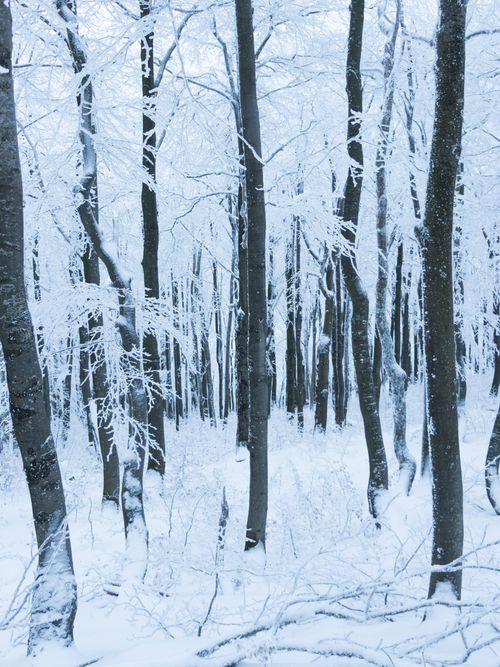 Free A tranquil winter forest scene with snow-covered trees creating a timeless winter wonderland. Stock Photo