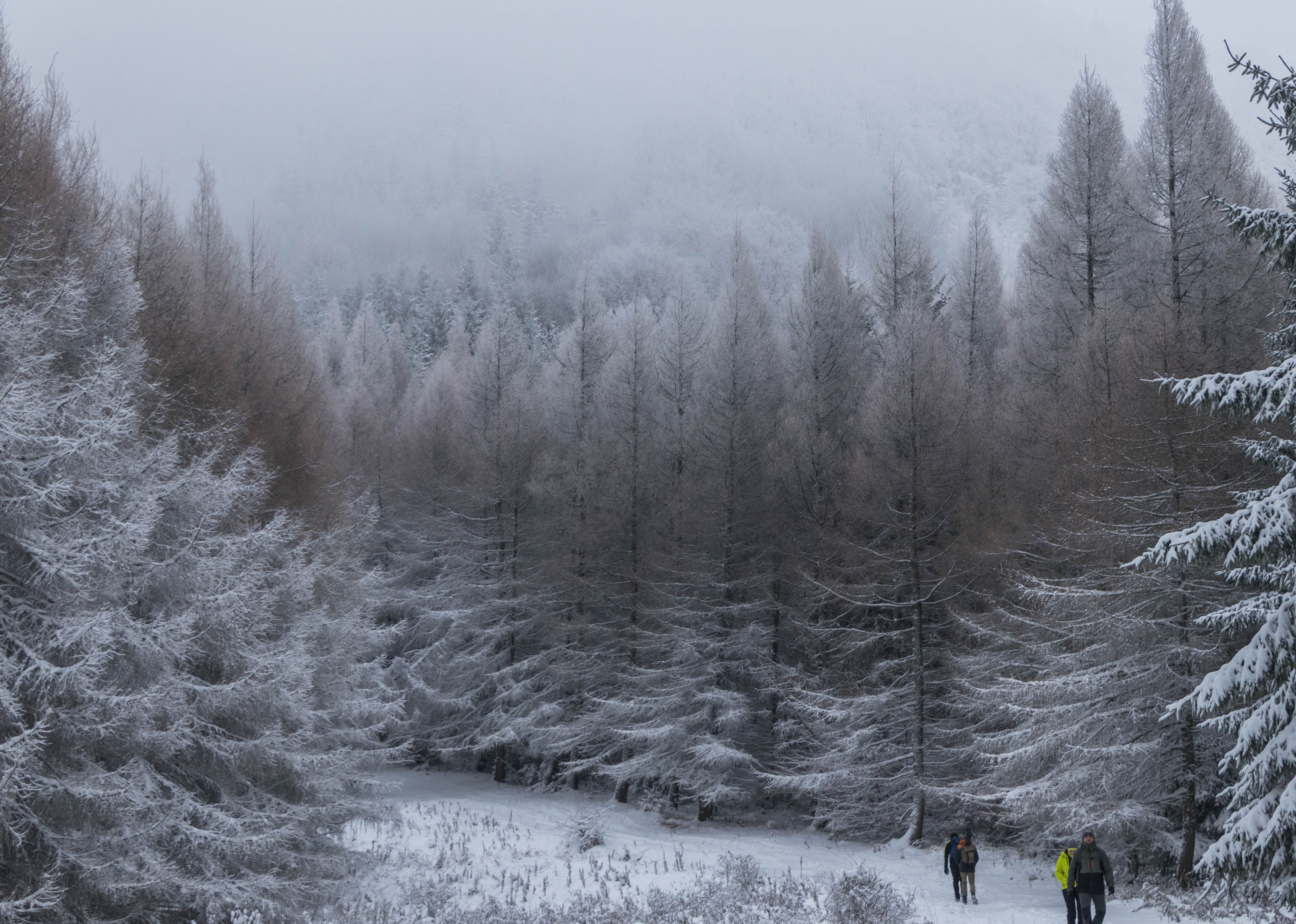 Tours, activities & tickets in Newtonmore
