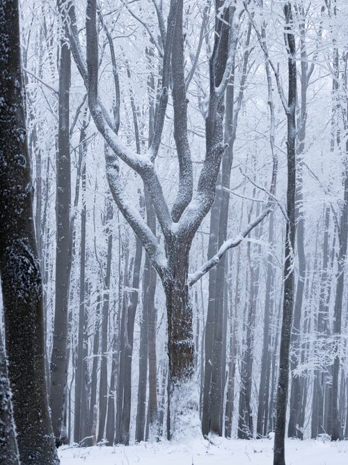 Free Serene winter landscape of a snowy forest with bare trees covered in snow. Stock Photo