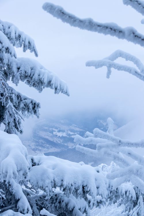 Free Tranquil winter scene with snow-laden trees in a mountainous landscape. Stock Photo