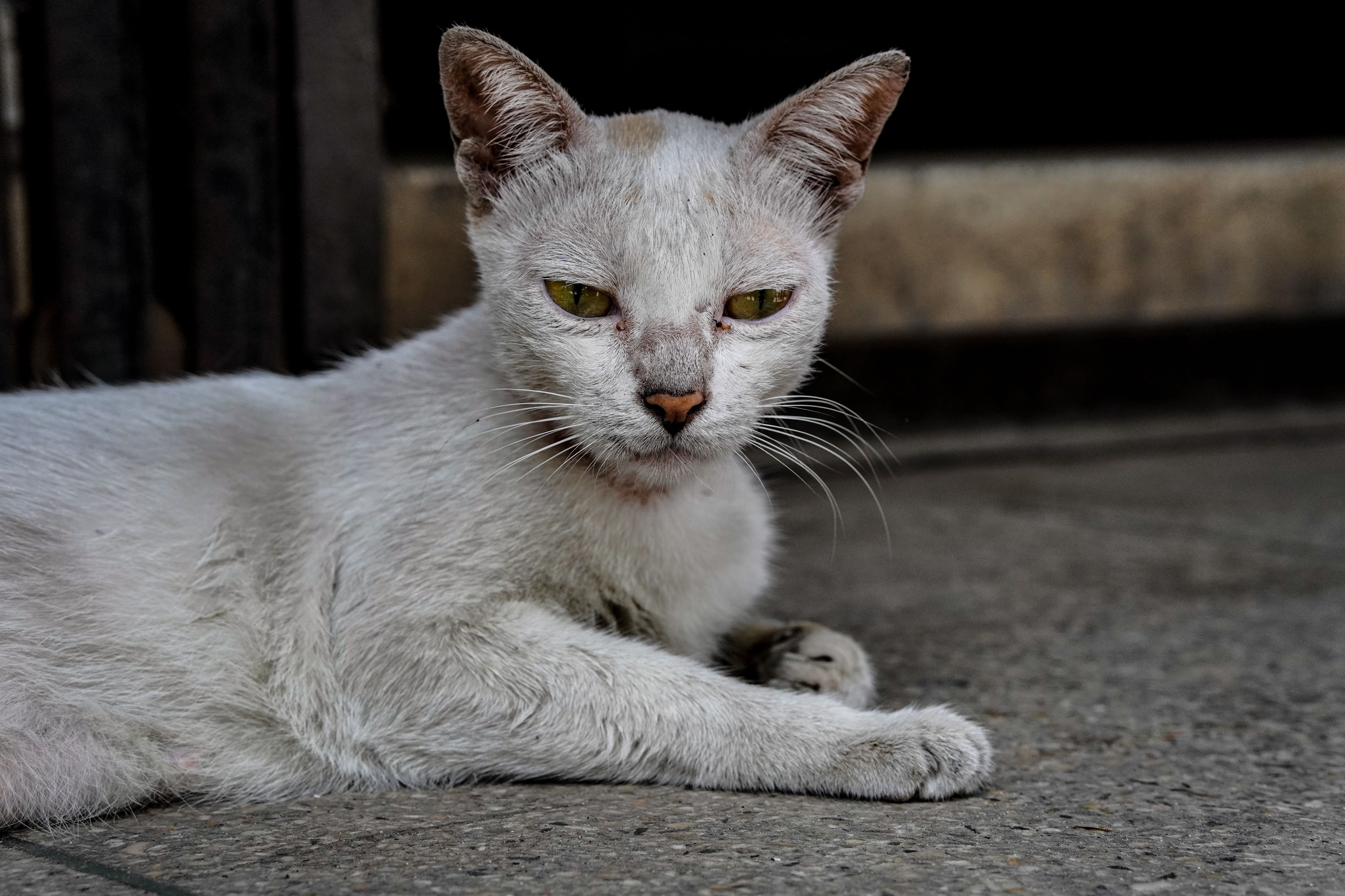 A cat undergoing diagnostic blood testing at a veterinary clinic