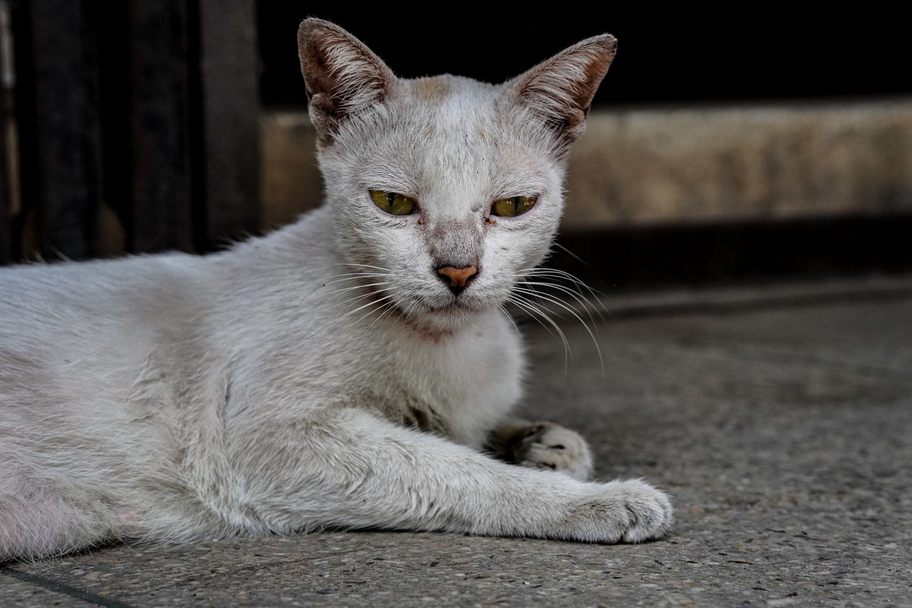 A cat undergoing diagnostic blood testing at a veterinary clinic