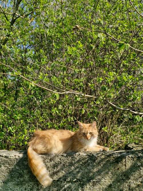 Free A ginger cat lounging on a stone wall surrounded by lush green foliage during a sunny spring day. Stock Photo