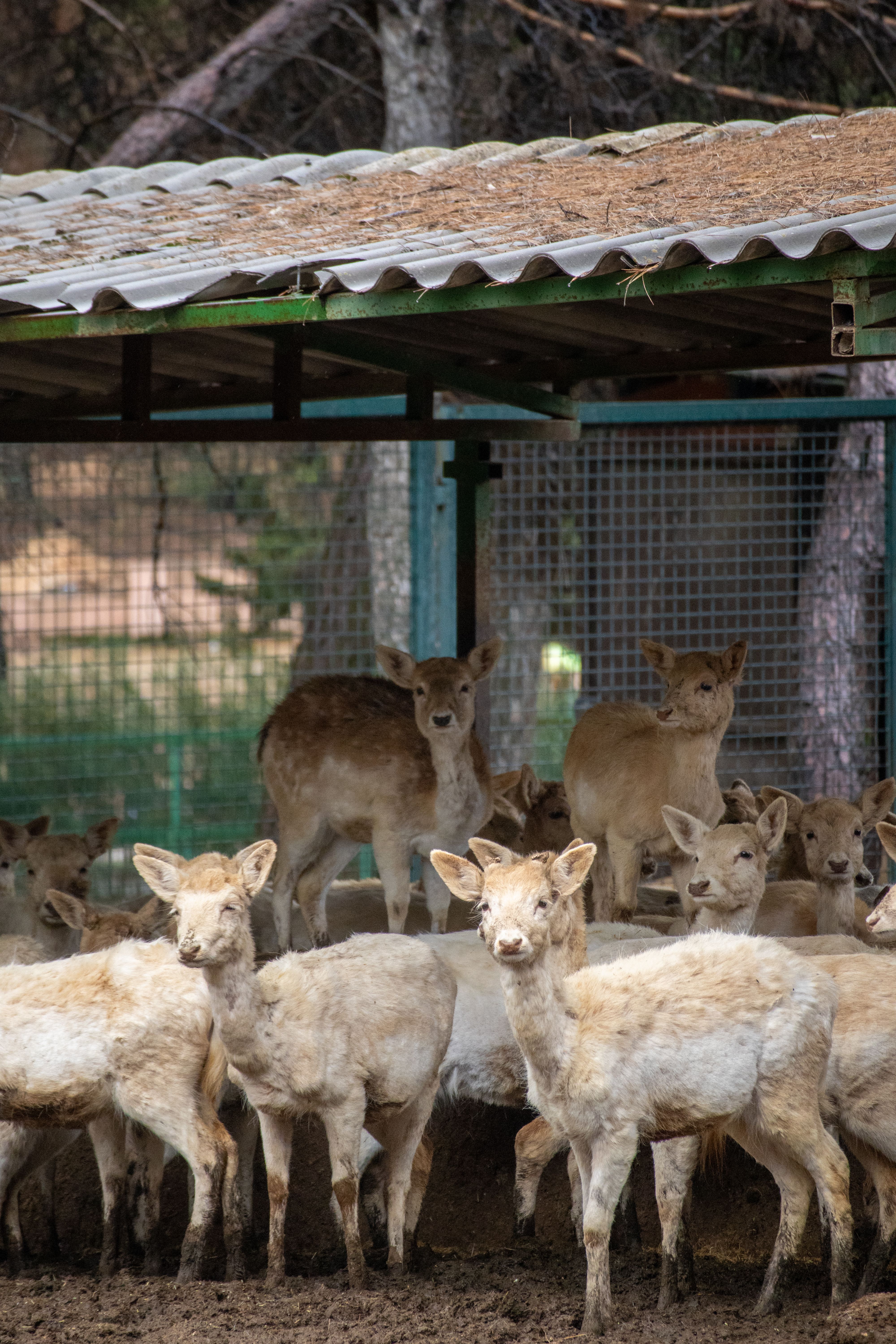 A herd of Sika deer gather under a shelter in Gaziantep, showcasing wildlife in a natural habitat.