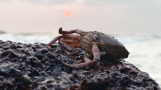 Close-up of a crab on rocky shore with sunset over the ocean in Moodadi, India.