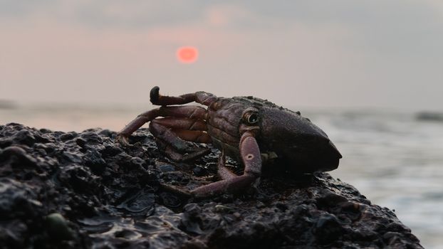 Close-up of a crab on a rocky coastline at sunrise in Moodadi, India, showcasing nature's beauty.