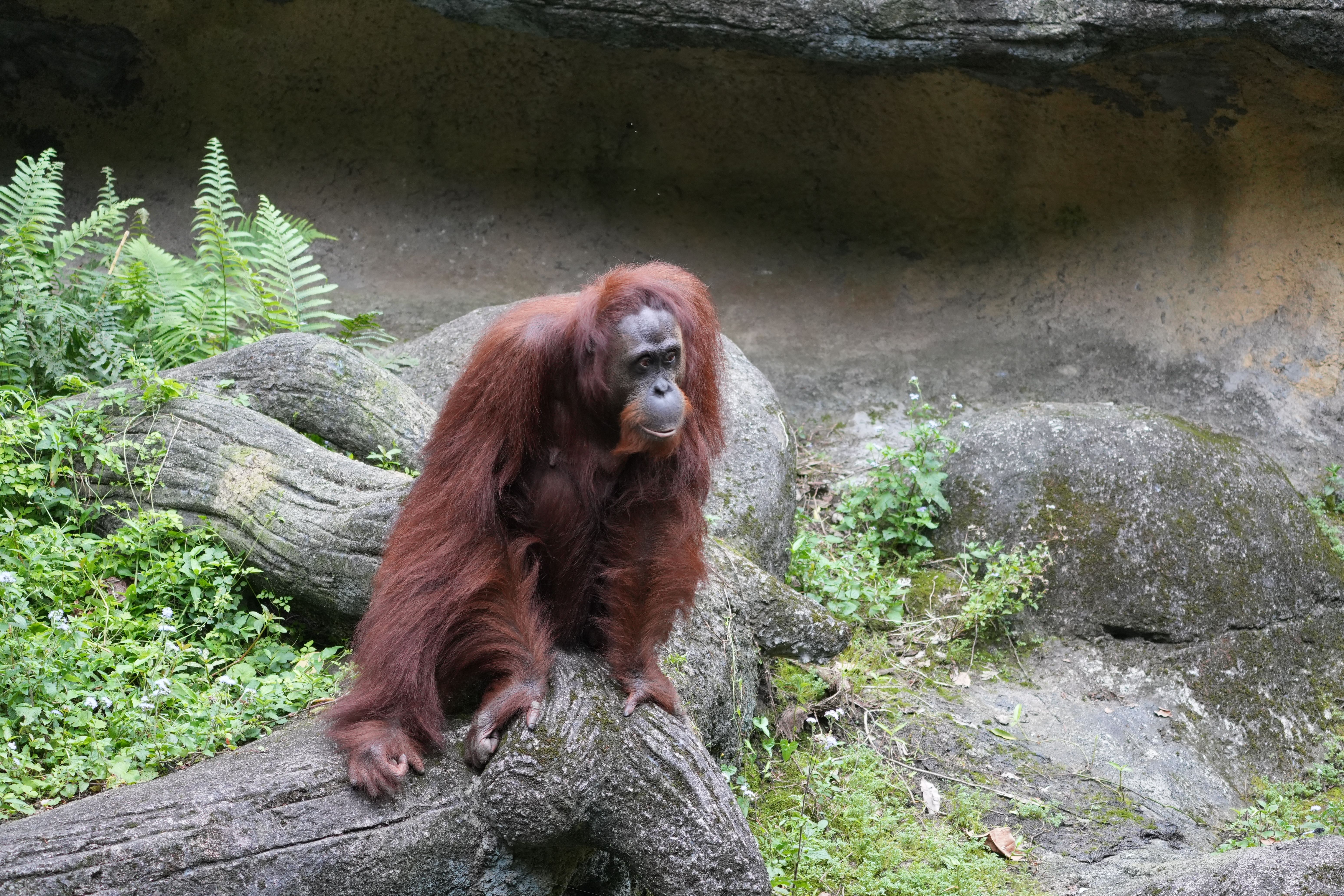 wisata susur sungai di Kalimantan Tengah melihat orangutan liar