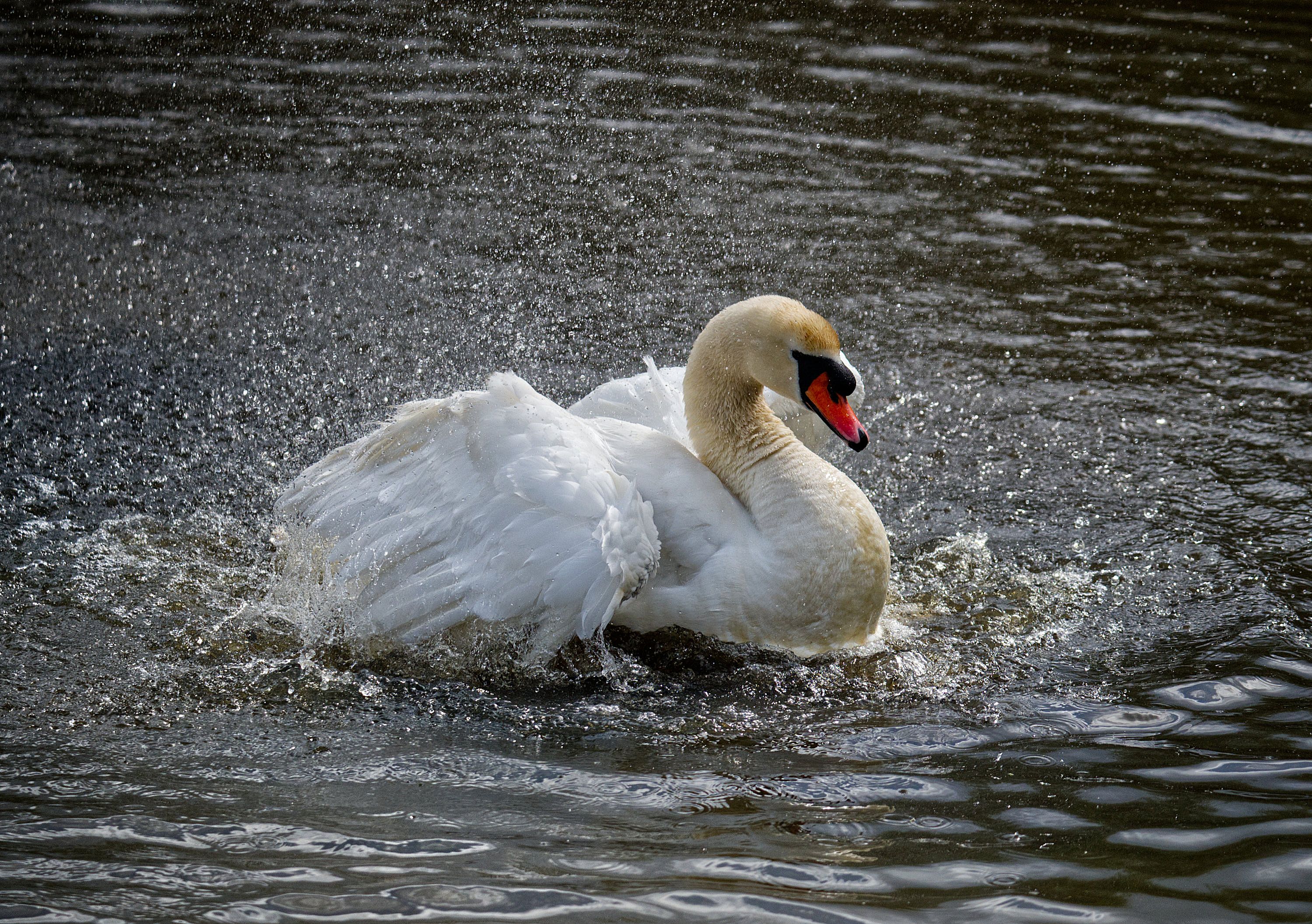 A beautiful swan splashing playfully in the waters of Gosport, England.