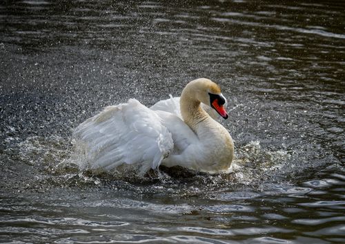 Free A beautiful swan splashing playfully in the waters of Gosport, England. Stock Photo
