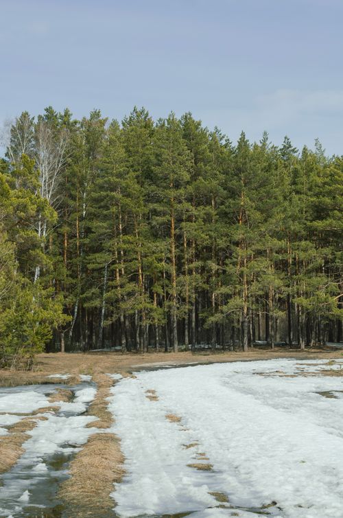 Free Serene pine forest with melting snow during early spring, creating a peaceful natural setting. Stock Photo