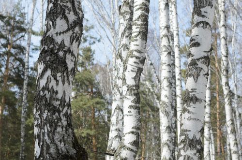 Free Bright sunlight filters through tall birch trees in a serene spring forest. Stock Photo