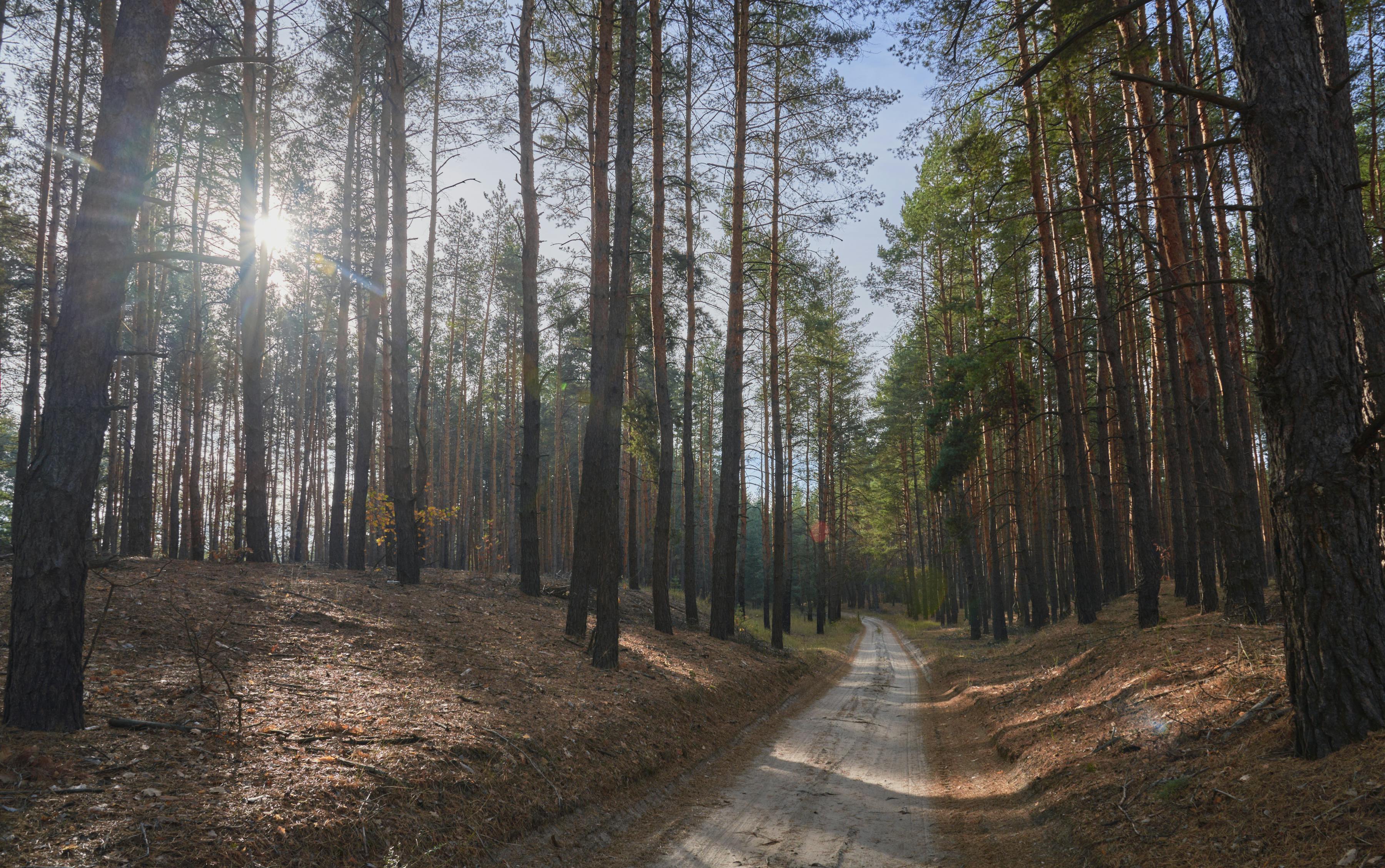 trail blazers vs suns - pexels