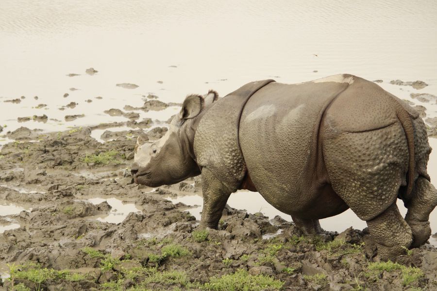 Kaziranga National Park photo 3