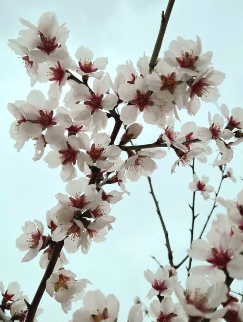 Free Beautiful cherry blossoms in full bloom against a cloudy sky, symbolizing springtime. Stock Photo