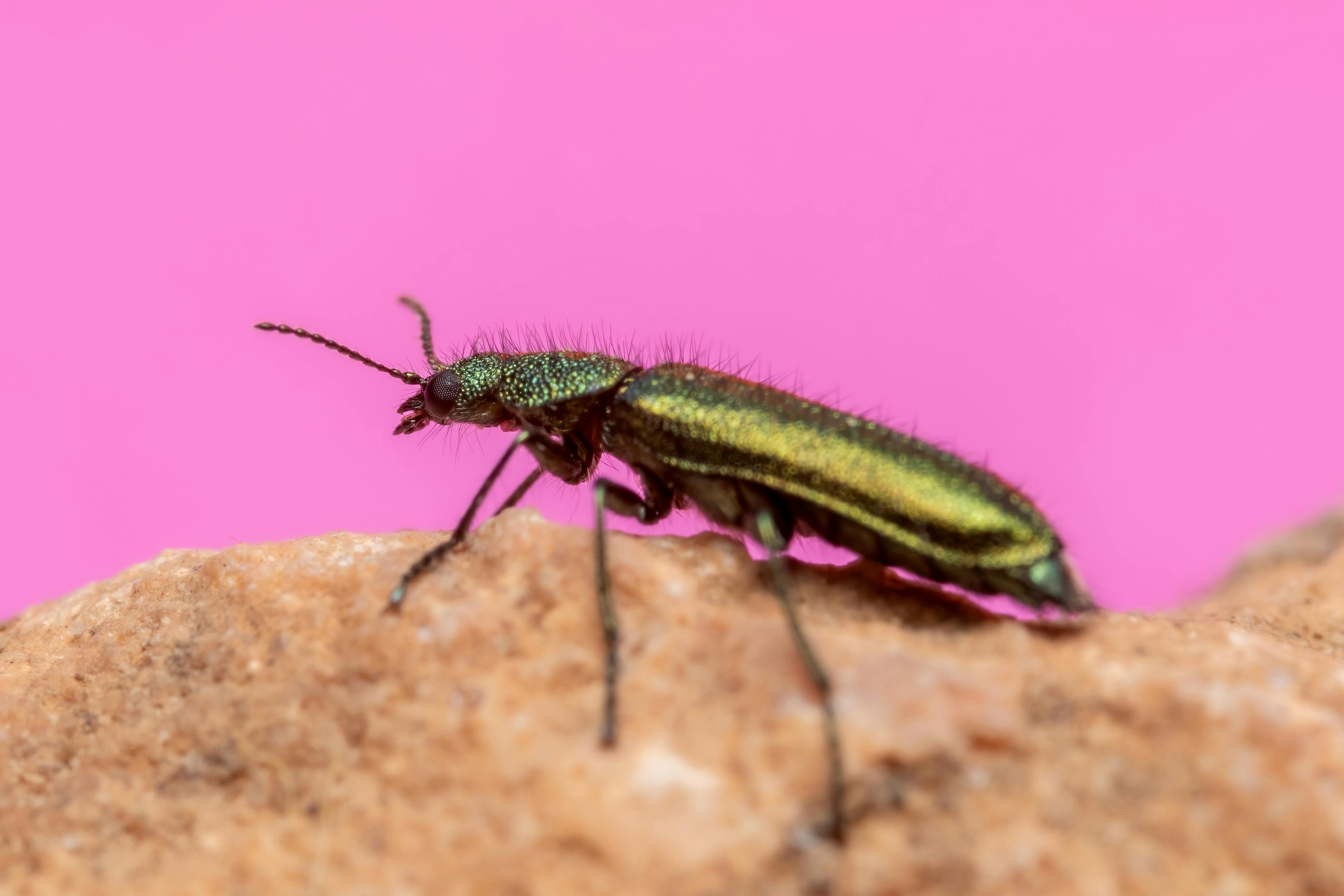 Macro shot of an iridescent Oedemera nobilis beetle on a rock with a pink background.