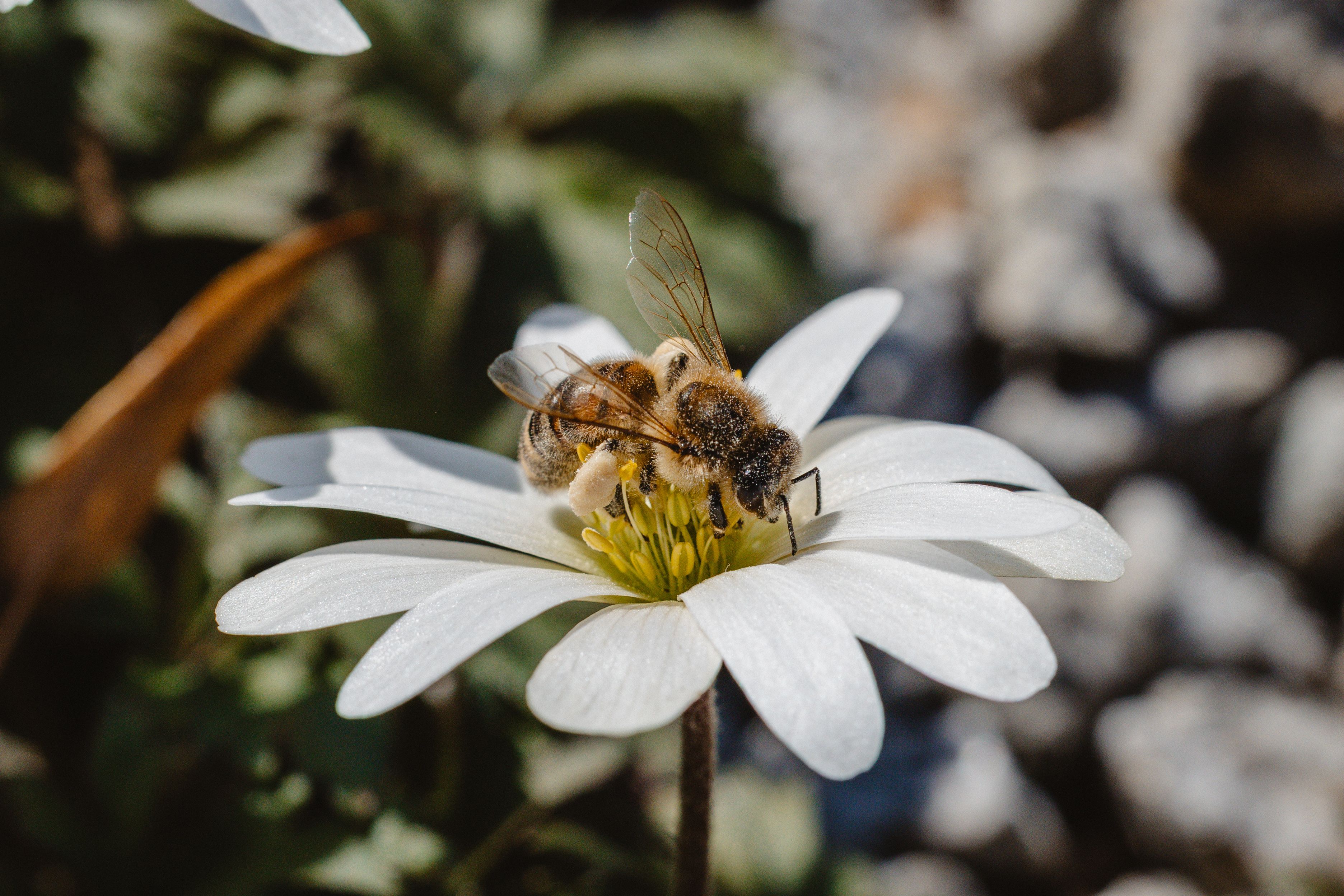 Gratuit Vedere detaliată a unei albine care polenizează o floare albă, prezentând frumusețea complexă a naturii. Fotografie de stoc