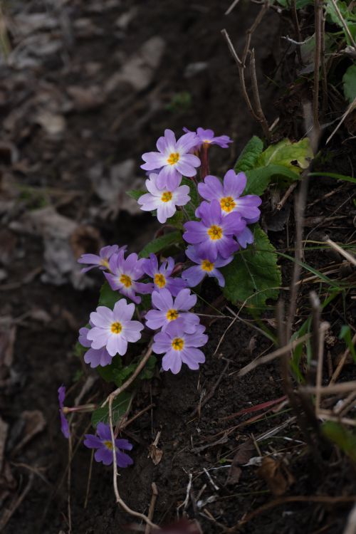 Free Close-up of vibrant purple primroses blooming in Oghuz's forest floor, Azerbaijan. Stock Photo