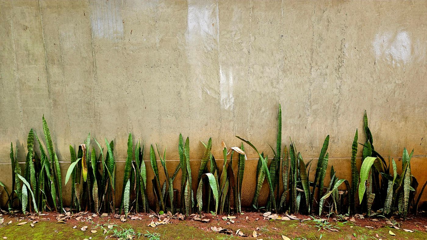 Sansevieria plants against a concrete wall