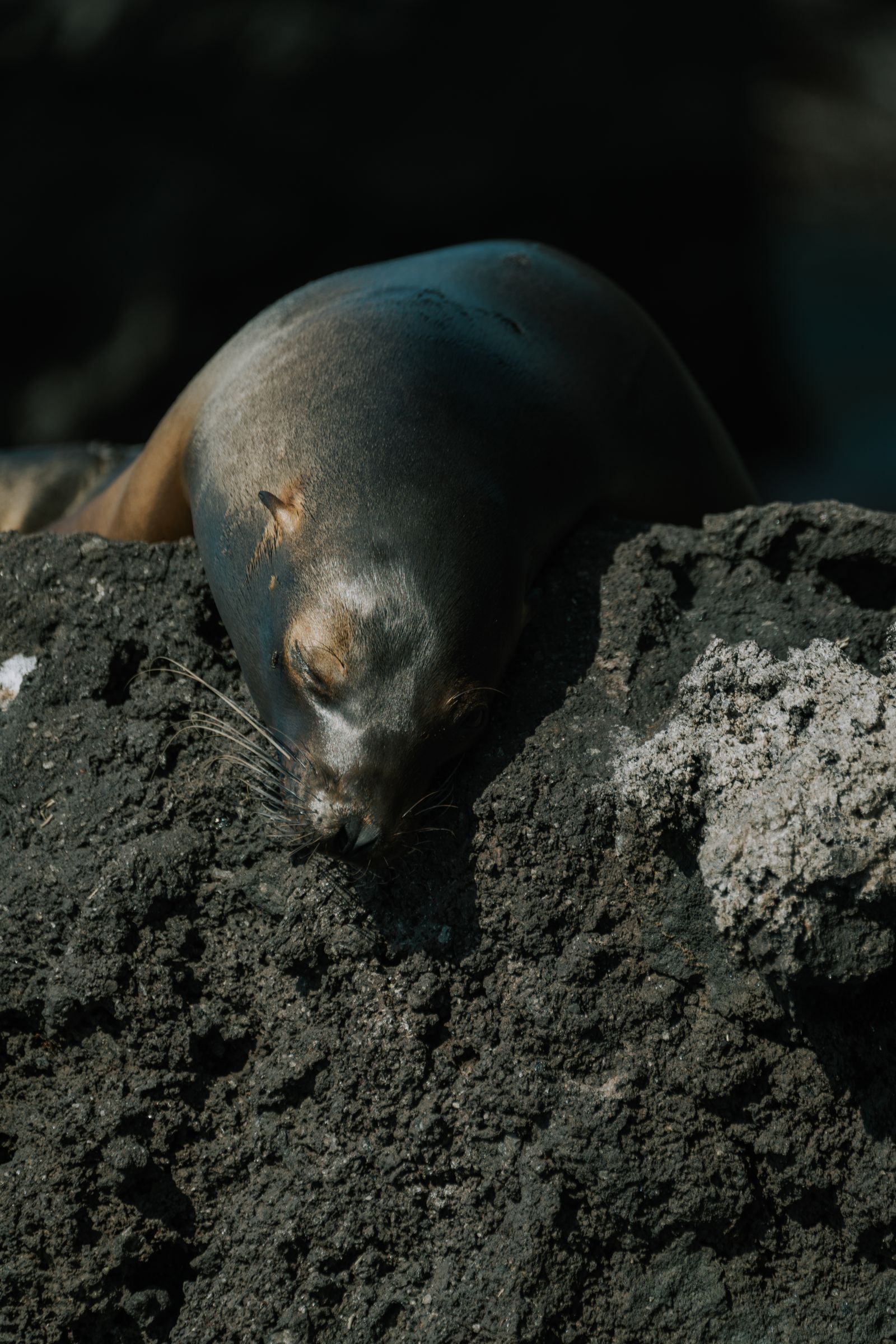 A Galápagos sea lion resting on dark volcanic rock
