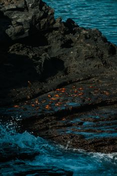 Colorful Sally Lightfoot Crabs bask on rocky shores of the Galápagos Islands with ocean waves crashing nearby.