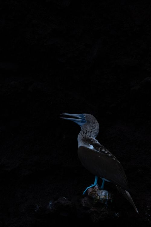 Free Blue-footed Booby perched in a dark Galápagos backdrop, capturing its unique feet. Stock Photo