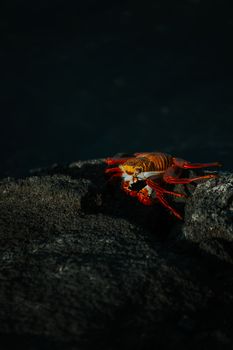 A vibrant Sally Lightfoot Crab perched on a rock in the Galápagos Islands.