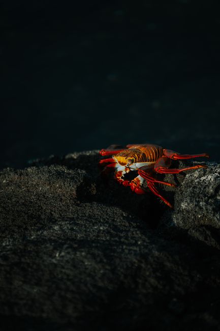 A vibrant Sally Lightfoot Crab perched on a rock in the Galápagos Islands.