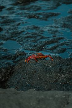 A vivid Sally Lightfoot Crab perched on volcanic rock in Galápagos, Ecuador.